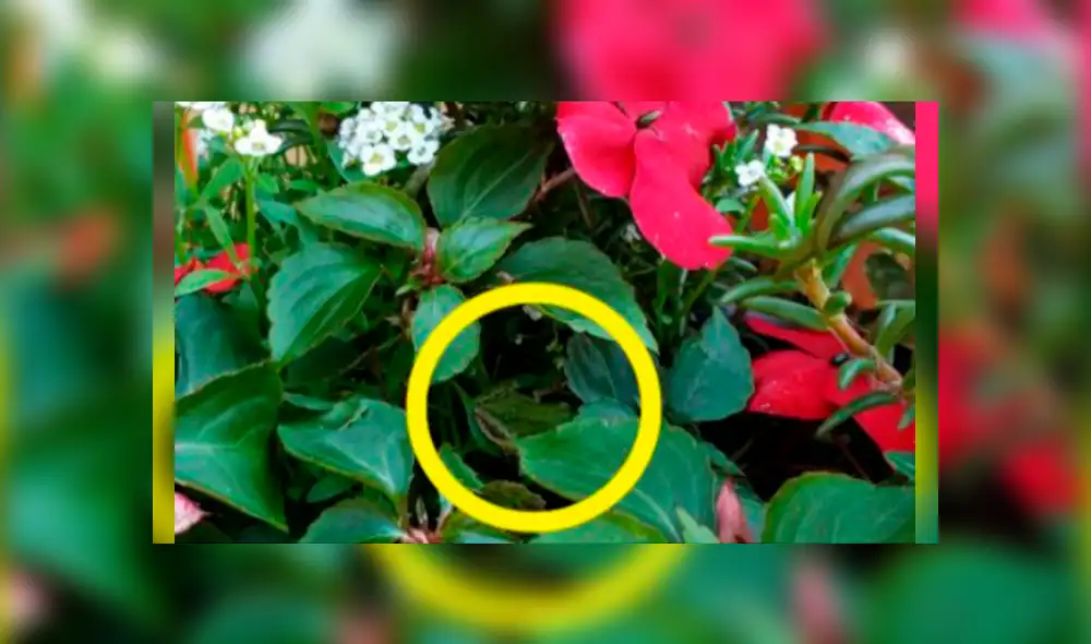 Desliza las imágenes hacia la izquierda para conocer la verdadera respuesta sobre este desafío de Facebook. Foto: La100. Desliza las imágenes hacia la izquierda para conocer la verdadera respuesta sobre este desafío de Facebook. Foto: La100.