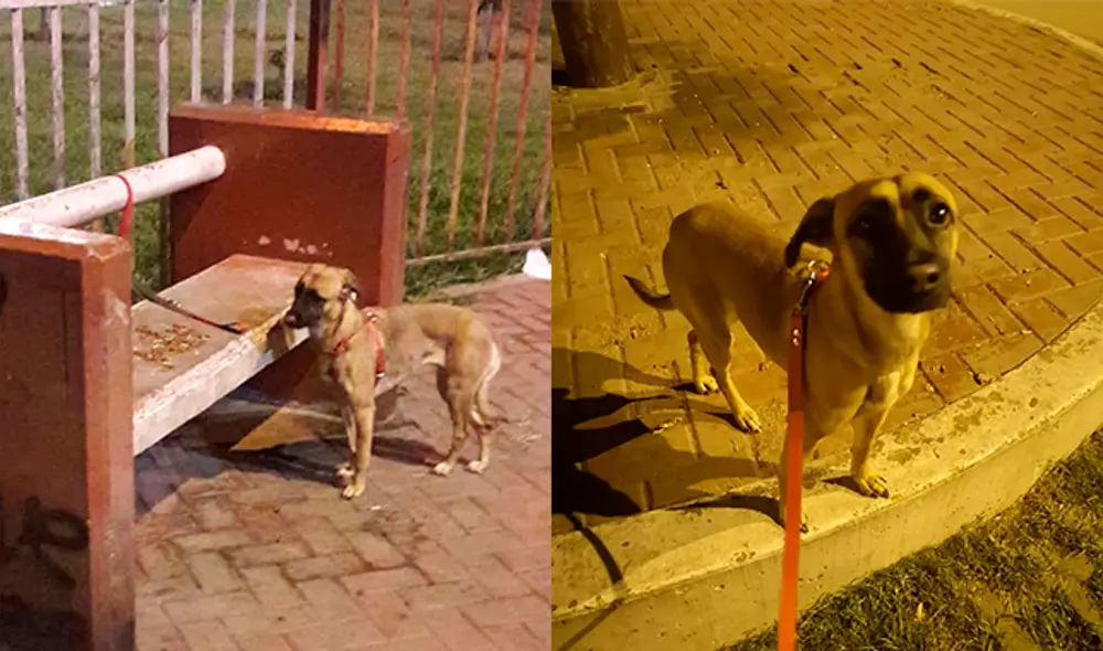 La mascota fue abandonada en el parque Cristo Libertador en San Juan de Lurigancho. Composición: La República. La mascota fue abandonada en el parque Cristo Libertador en San Juan de Lurigancho. Composición: La República.