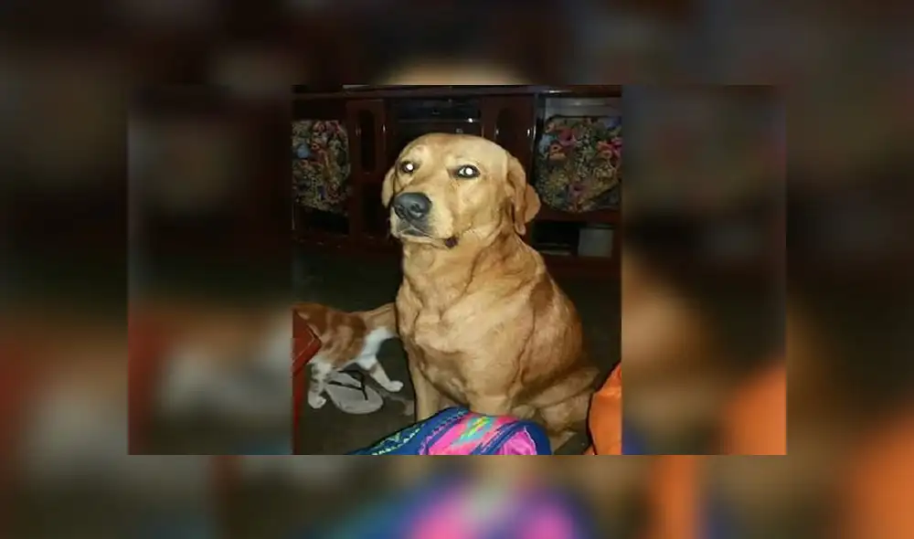 Buscan a perro labrador desaparecido hace más de un mes