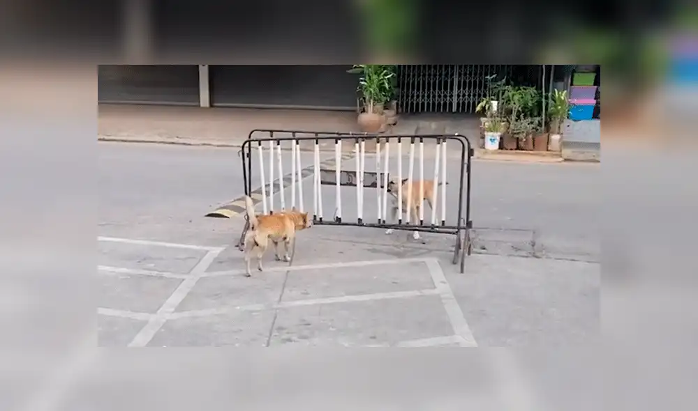 Vía Facebook: perros callejeros tienen feroz enfrentamiento pero causan risas por un detalle [VIDEO]