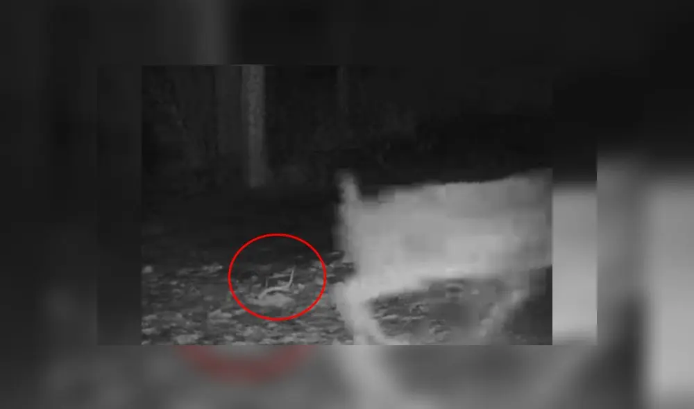 Desliza para enterarte de lo que pasó con este venado al que se le cayó su cornamenta. Foto: Captura