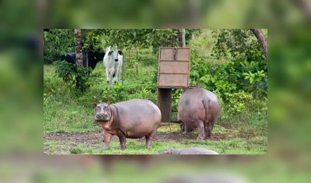 Hipopótamos de Pablo Escobar representan una amenaza para el ecosistema de Colombia. Foto: Composición Hipopótamos de Pablo Escobar representan una amenaza para el ecosistema de Colombia. Foto: Composición