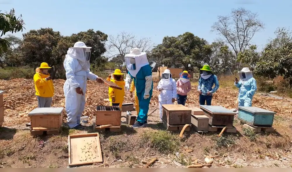 Crianza de abejas en Íllimo Lambayeque