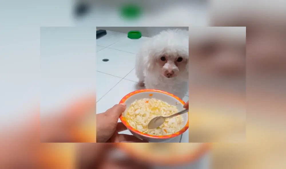 Desliza las imágenes hacia la izquierda para observar los mimos que dio una joven a su adorable mascota. Desliza las imágenes hacia la izquierda para observar los mimos que dio una joven a su adorable mascota.