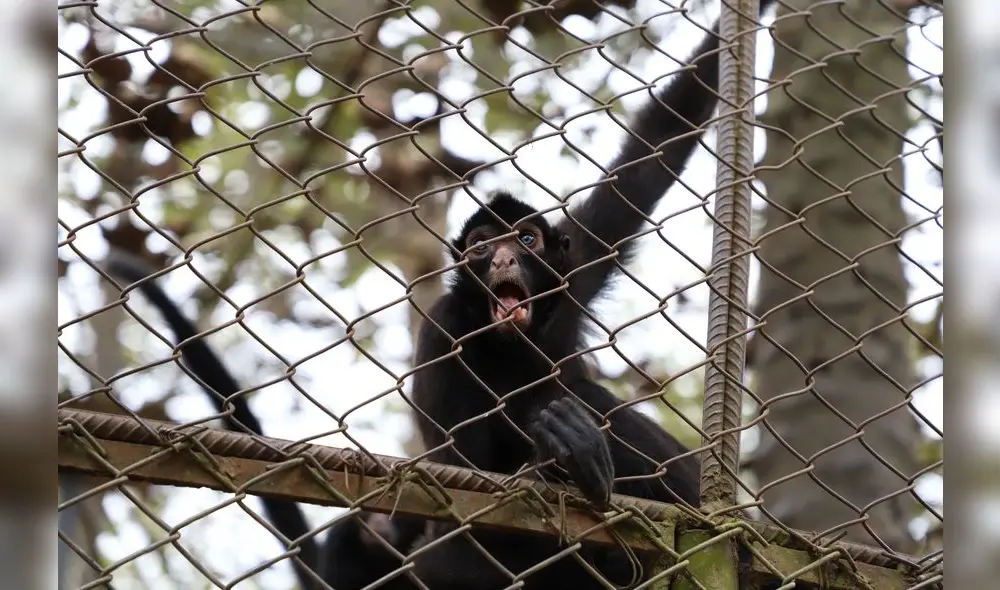 Conoce el Parque Natural de Pucallpa, un zoológico en medio de la selva [FOTOS]
