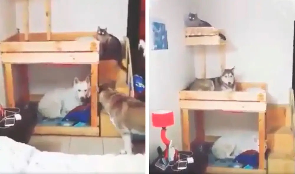 Desliza las imágenes para apreciar la buena conducta de unos perros junto a un gato al obedecer a su dueño. Fotocaptura: Facebook. Desliza las imágenes para apreciar la buena conducta de unos perros junto a un gato al obedecer a su dueño. Fotocaptura: Facebook.