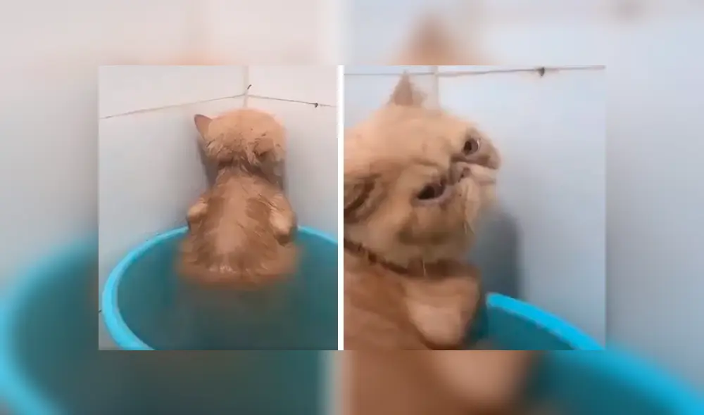 En Facebook, un gato mostró su molestia cuando su dueño le dio un baño y trató de ignorarlo de la peor manera. En Facebook, un gato mostró su molestia cuando su dueño le dio un baño y trató de ignorarlo de la peor manera.