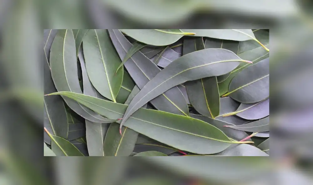 Las autoridades de Indonesia sostienen que este accesorio a base de aucalipto puede acabar con un 80 % del SARS-CoV-2. | Foto: referencial. Las autoridades de Indonesia sostienen que este accesorio a base de aucalipto puede acabar con un 80 % del SARS-CoV-2. | Foto: referencial.