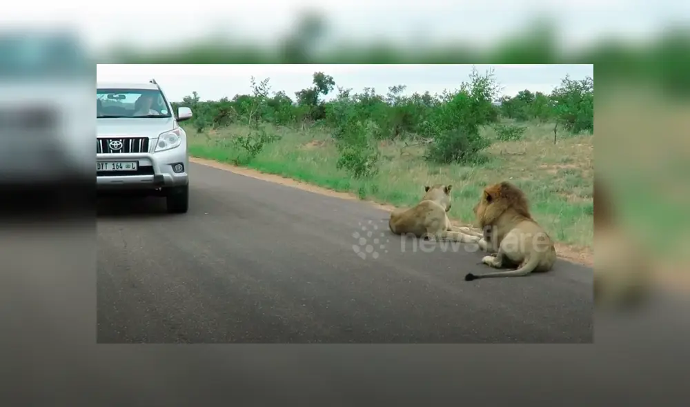 En YouTube se viralizó la reacción de león con turista que hacían safari.