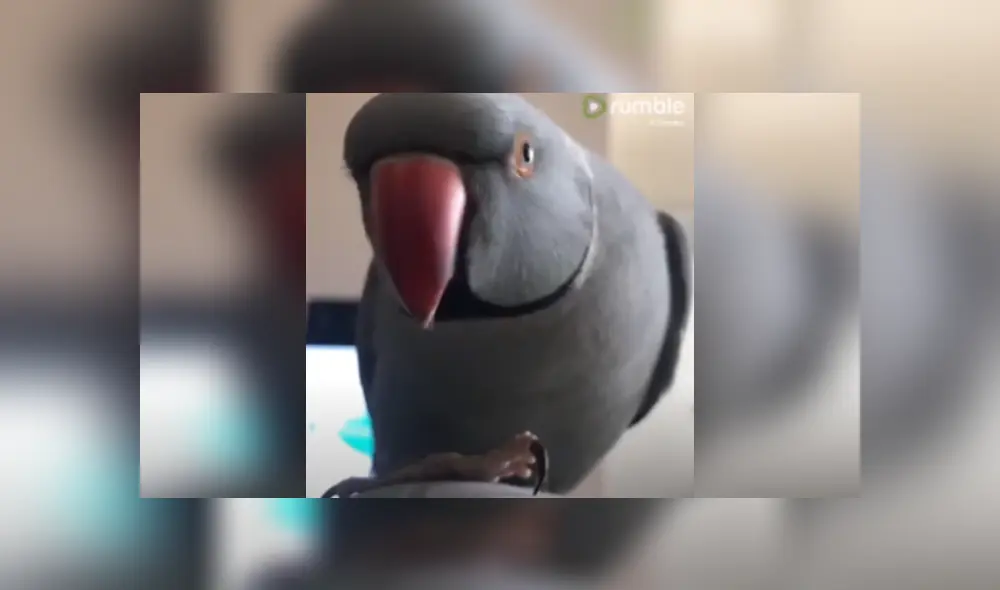 Desliza las imágenes para ver más detalles de esta escena que es viral en YouTube. Desliza las imágenes para ver más detalles de esta escena que es viral en YouTube.