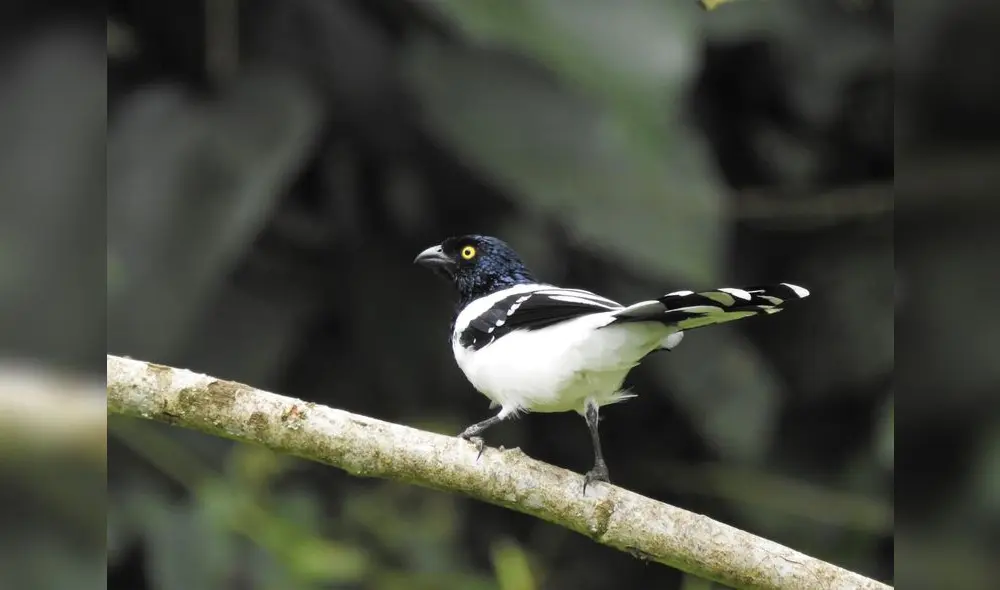 Tangara Urraca, una de las 142 especies de aves que sobrevuelan la zona.