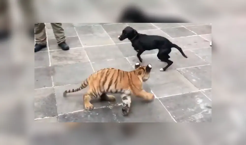 Perro se topa por primera vez con tigresy tiene inesperada reacción Perro se topa por primera vez con tigresy tiene inesperada reacción