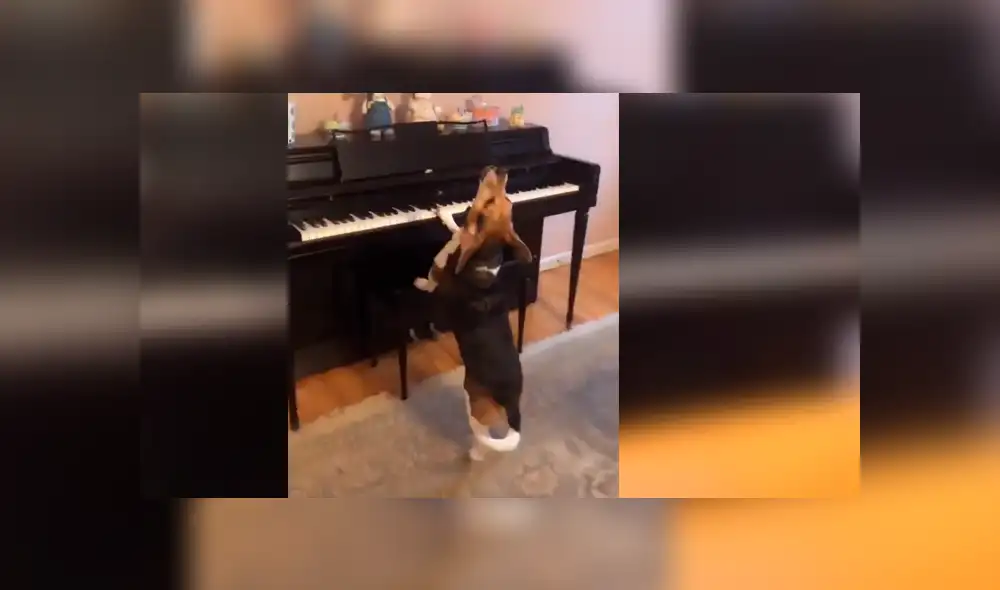 Facebook viral: Perro hace un show musical con piano y causa furor en las redes [VIDEO]