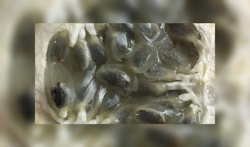 granadilla granadilla