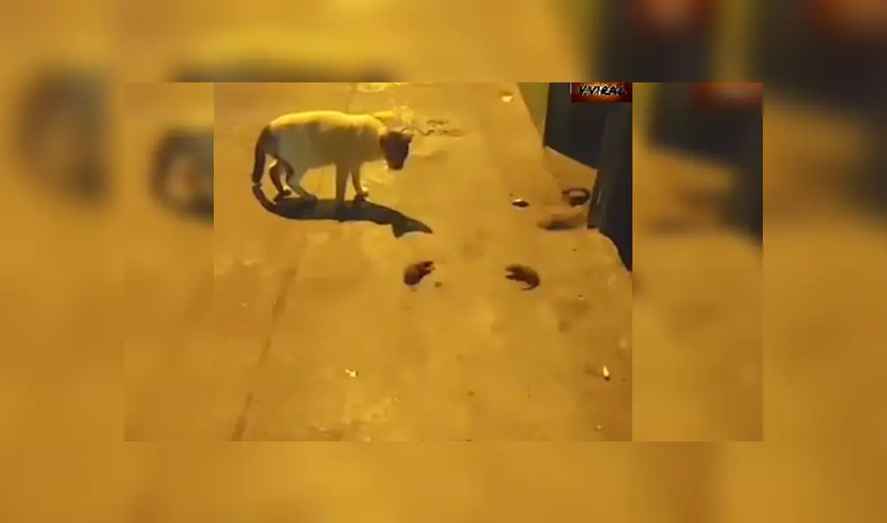 Video es viral en YouTube. El gato espero pacientemente que los ratones terminaran de pelear para comerse a uno de ellos. Foto: Captura.