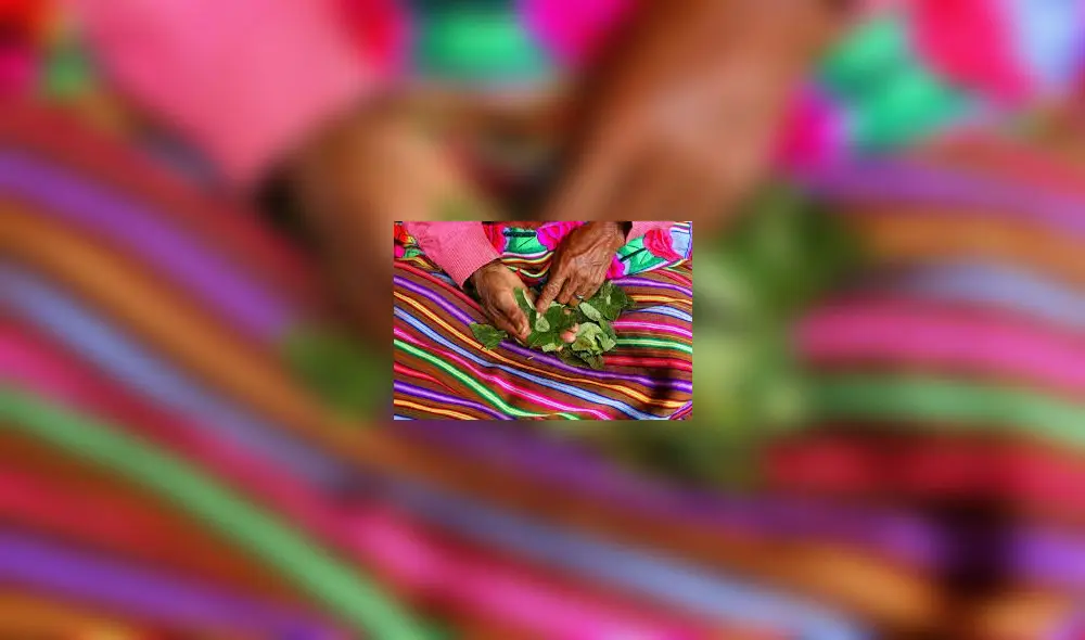 Productores entregarán hojas de coca. Productores entregarán hojas de coca.