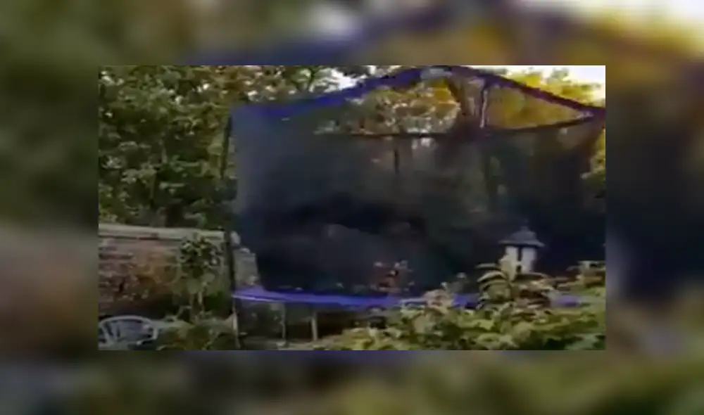 Facebook viral: Familia adopta a perro tímido, lo dejan solo en casa y realiza travesura [VIDEO]