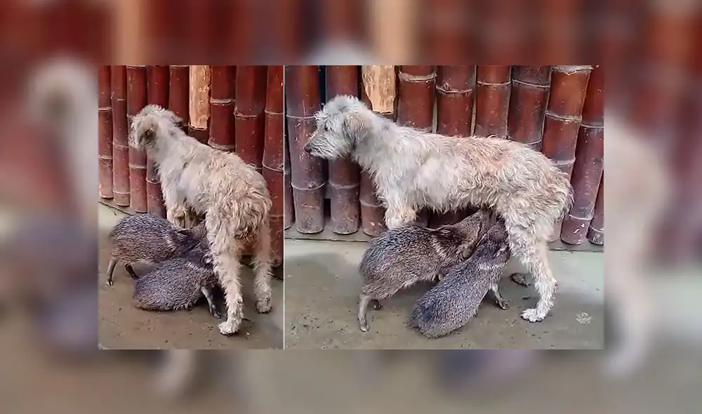 Imágenes fueron registradas en el distrito de Echarati en Cusco.