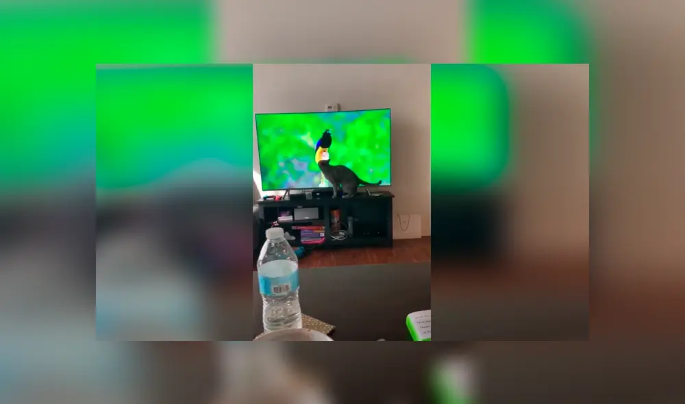 Desliza las imágenes para conocer la travesura que cometió un gato al saltar encima de la televisión de su dueño. Foto: Captura. Desliza las imágenes para conocer la travesura que cometió un gato al saltar encima de la televisión de su dueño. Foto: Captura.