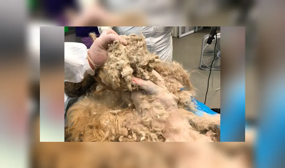 Facebook viral: perro callejero con abundante pelo es rescatado y su sorprende cambio de ‘look’ emociona a miles Facebook viral: perro callejero con abundante pelo es rescatado y su sorprende cambio de ‘look’ emociona a miles