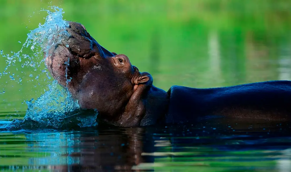 La actual situación preocupa a científicos, biólogos y ambientalistas por los daños que puede ocasionar al ecosistema del principal afluente de Colombia. Foto: Raúl Arboleda / AFP