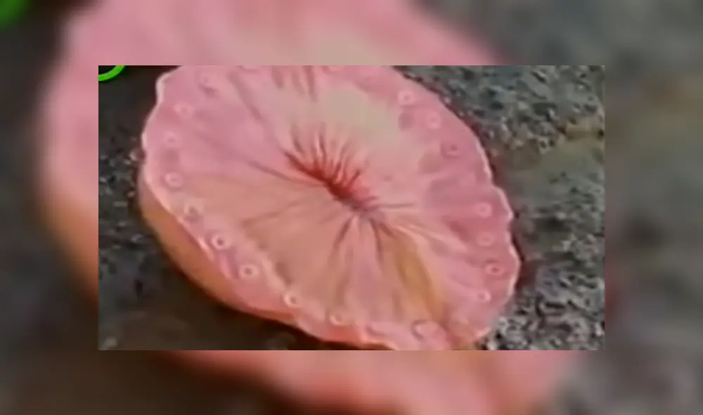 YouTube viral: bañistas encuentran misteriosa criatura marina, la revisan y reciben inesperado ‘ataque’ YouTube viral: bañistas encuentran misteriosa criatura marina, la revisan y reciben inesperado ‘ataque’