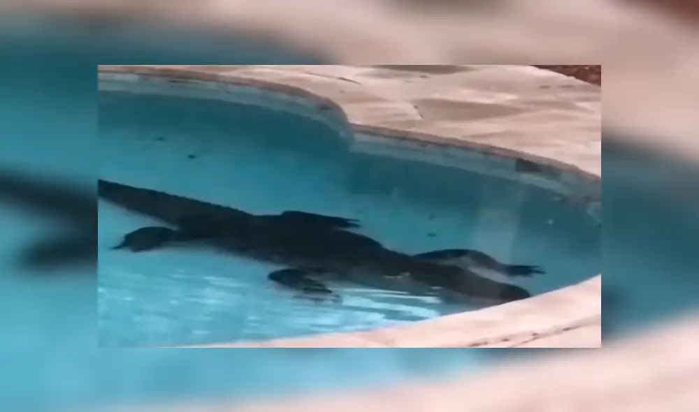 Youtube viral: Familia elimina extraña criatura que apareció en su piscina [VIDEO]