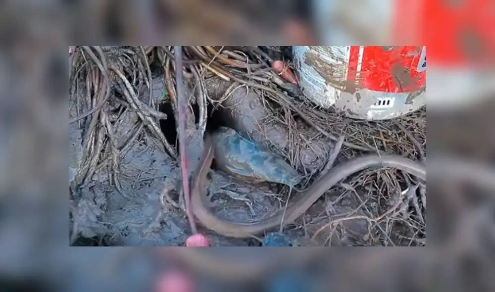 Desliza hacia la izquierda para ver el hallazgo que hizo el pescador y se volvió viral en YouTube.