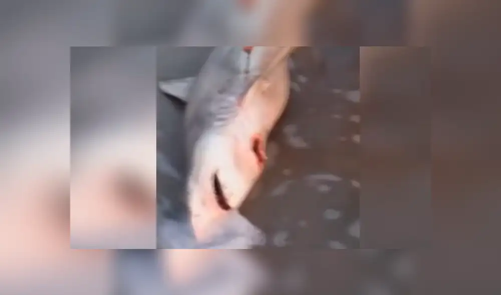 YouTube viral: Abren estómago de tiburón muerto y descubren criaturas vivas [VIDEO] 