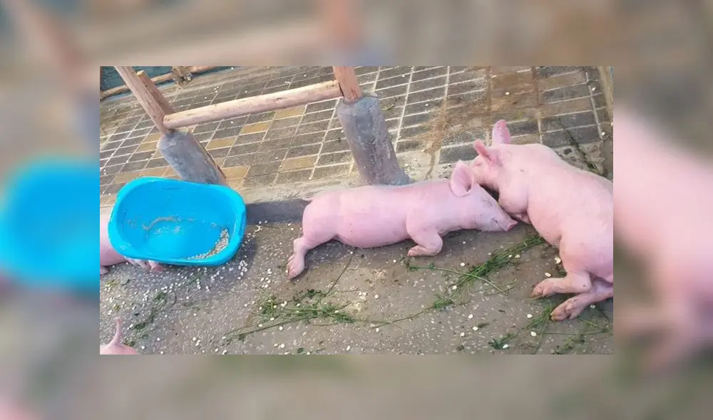 Clausuran granja de Plaza Norte que tenía a animales en malas condiciones [FOTOS]