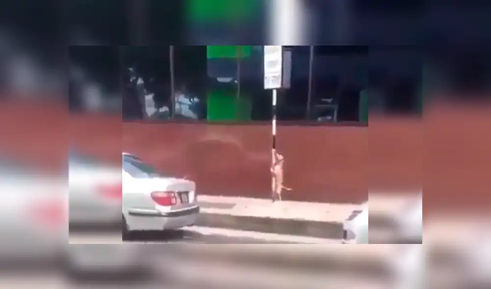 Facebook: graban a perro callejero bailando reggaetón a cambio de comida [VIDEO]