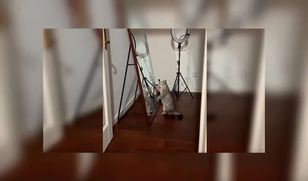 En Facebook, un joven grabó el preciso momento que su gato mira su reflejo en el espejo y tiene inesperada reacción. En Facebook, un joven grabó el preciso momento que su gato mira su reflejo en el espejo y tiene inesperada reacción.