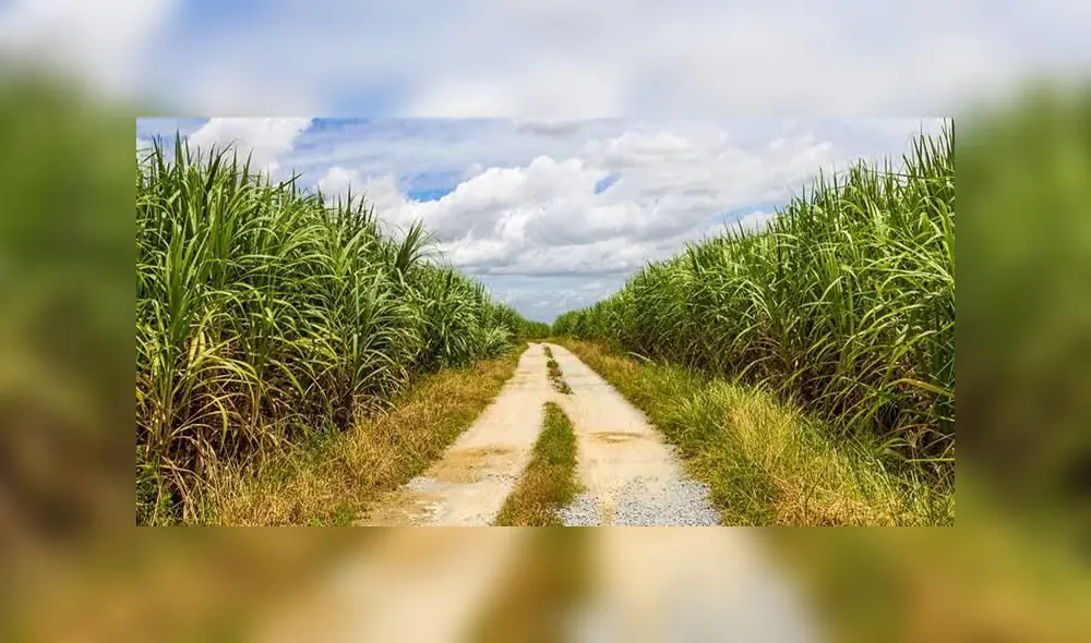 Azucareros buscan reactivar la economía. Foto: La República.