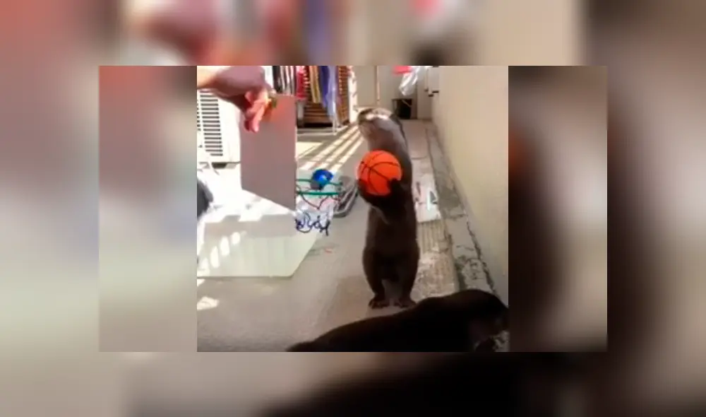 Desliza las imágenes hacia la izquierda para conocer las habilidades de unas nutrias en el básquet. Desliza las imágenes hacia la izquierda para conocer las habilidades de unas nutrias en el básquet.