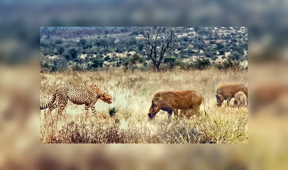 Desliza hacia la izquierda para ver las imágenes del viral de YouTube. Foto:
Kruger Sightings. Desliza hacia la izquierda para ver las imágenes del viral de YouTube. Foto:
Kruger Sightings.