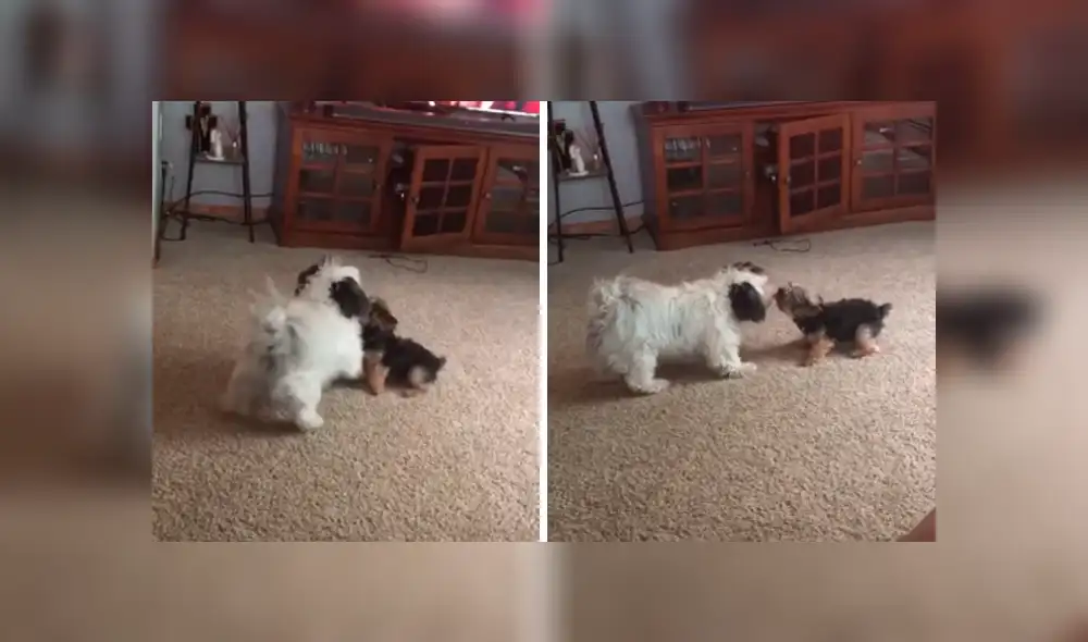 Desliza las imágenes para conocer el fuerte enfrentamiento que tuvieron dos perros para quedarse con un muñeco. Desliza las imágenes para conocer el fuerte enfrentamiento que tuvieron dos perros para quedarse con un muñeco.