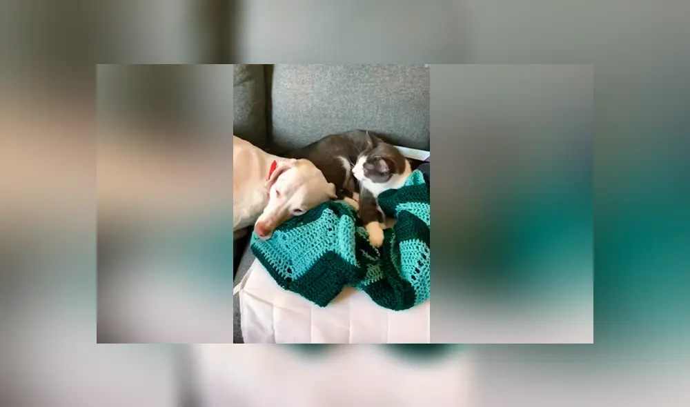 Desliza las imágenes para ver la emotiva escena que logró descubrir esta madre entre su hijo y sus mascotas. Foto: Captura/Rumble Viral Desliza las imágenes para ver la emotiva escena que logró descubrir esta madre entre su hijo y sus mascotas. Foto: Captura/Rumble Viral