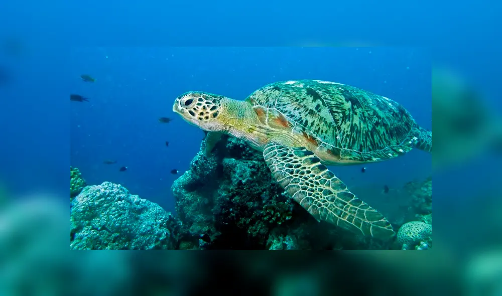 Grabaron a más de 60.000 tortugas marinas, que se encuentran en peligro de extinción, en las costas de Australia. Foto: Clarín Grabaron a más de 60.000 tortugas marinas, que se encuentran en peligro de extinción, en las costas de Australia. Foto: Clarín