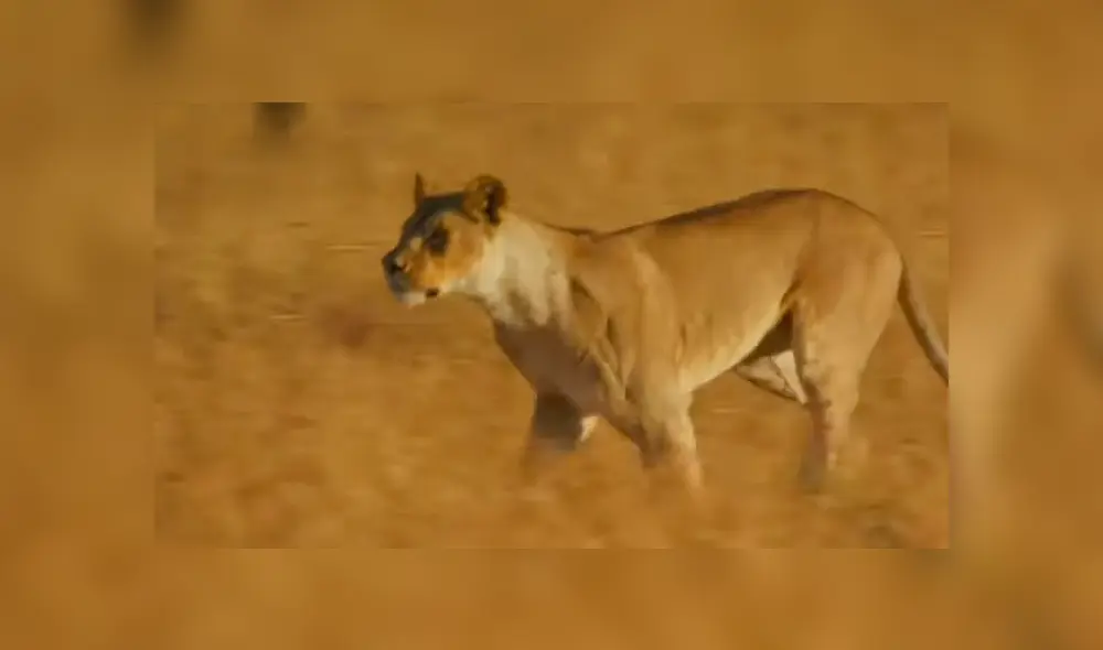 Ella llegó junto a otra hembra e hicieron huir a los depredadores. Foto: BBC Earth
