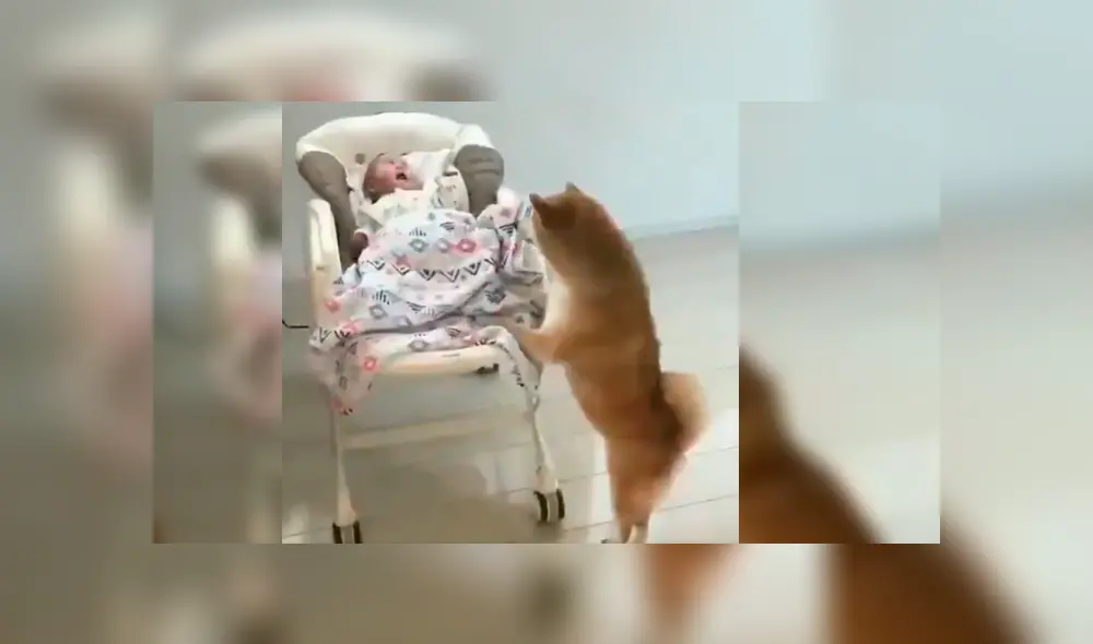 El can se acercó al bebé tras verlo llorando desconsoladamente en su mecedora y su peculiar conducta sorprendió a todos en YouTube El can se acercó al bebé tras verlo llorando desconsoladamente en su mecedora y su peculiar conducta sorprendió a todos en YouTube