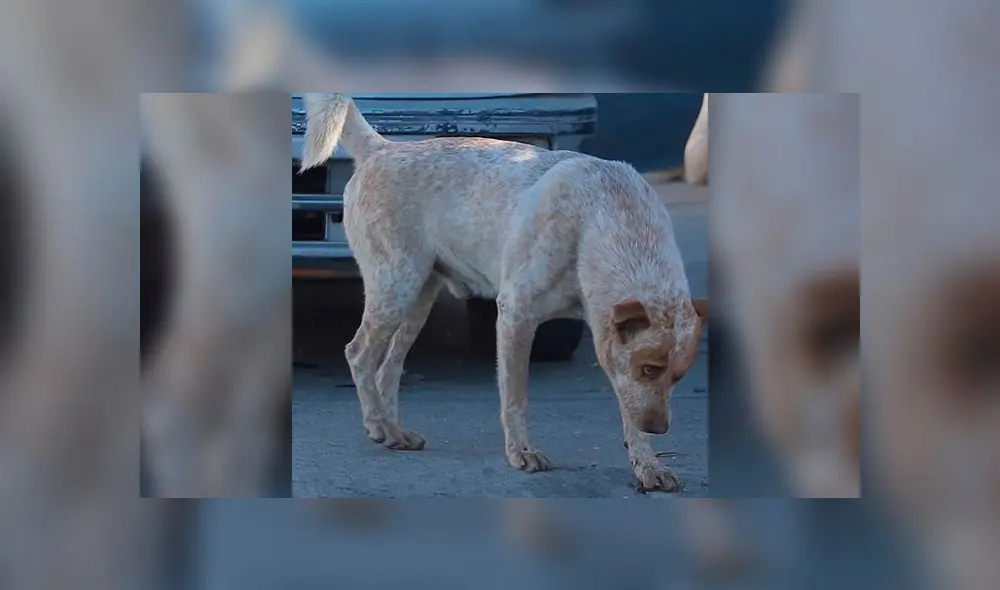 Su dueño falleció hace un año pero este 'Hachiko mexicano’ sigue esperándolo en la esquina donde se encontraban [VIDEO]