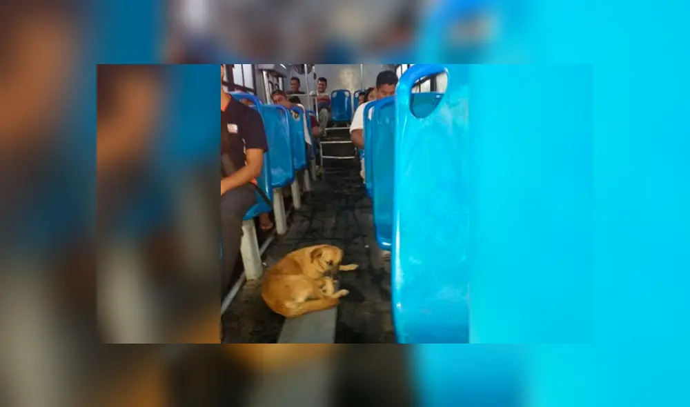 El chofer quedó conmovido al ver temblando bajo la lluvia al perro y lo hizo subir al carro mientras trabajaba. Foto: captura El chofer quedó conmovido al ver temblando bajo la lluvia al perro y lo hizo subir al carro mientras trabajaba. Foto: captura
