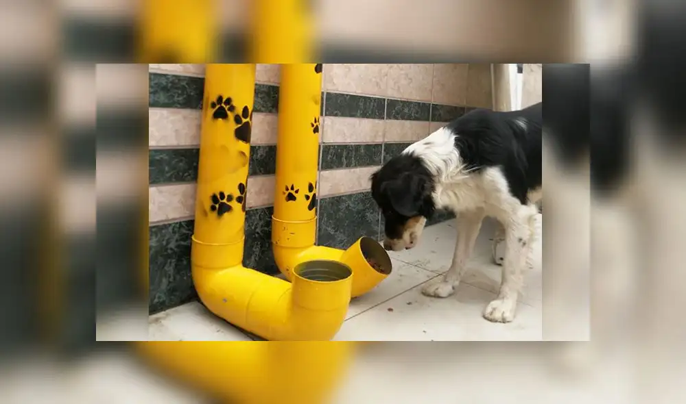 Carabayllo: colocan dispensadores de comida para perros que viven en la calle [FOTOS]