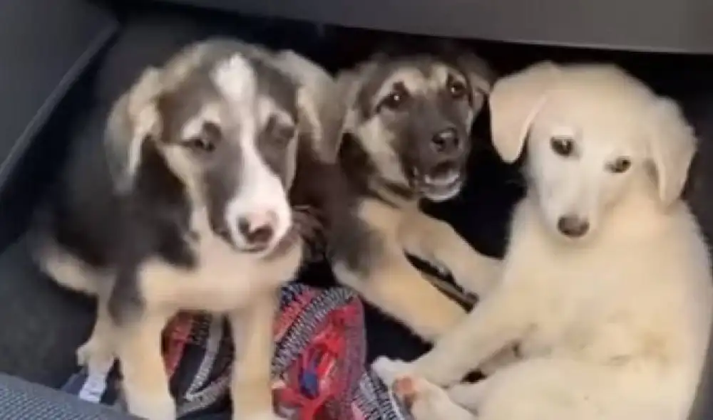 Los cachorros fueron rescatados por voluntarios griegos. Foto: Captura/Takis Shelter