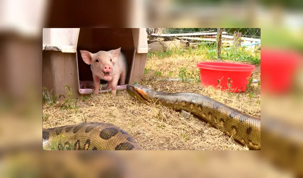YouTube viral: graban momento exacto en que enorme anaconda devora a indefenso puerquito [VIDEO] 