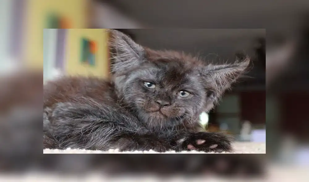 Conoce a Chimera, el gato con ‘rostro humano’, que causa sensación en las redes [FOTOS]