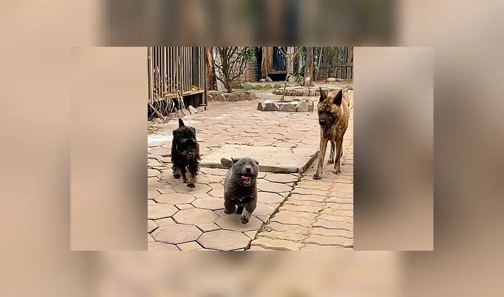 A través de Facebook se ha vuelto viral un curioso debate sobre este tierno animal.