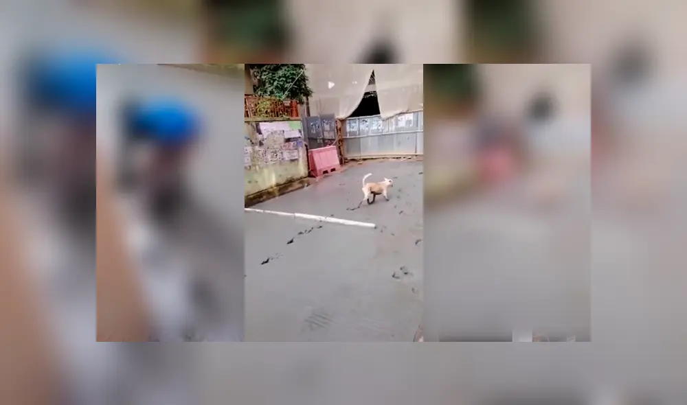 Desliza para ver el desenlace de este video viral de Facebook. Foto: Captura. Desliza para ver el desenlace de este video viral de Facebook. Foto: Captura.