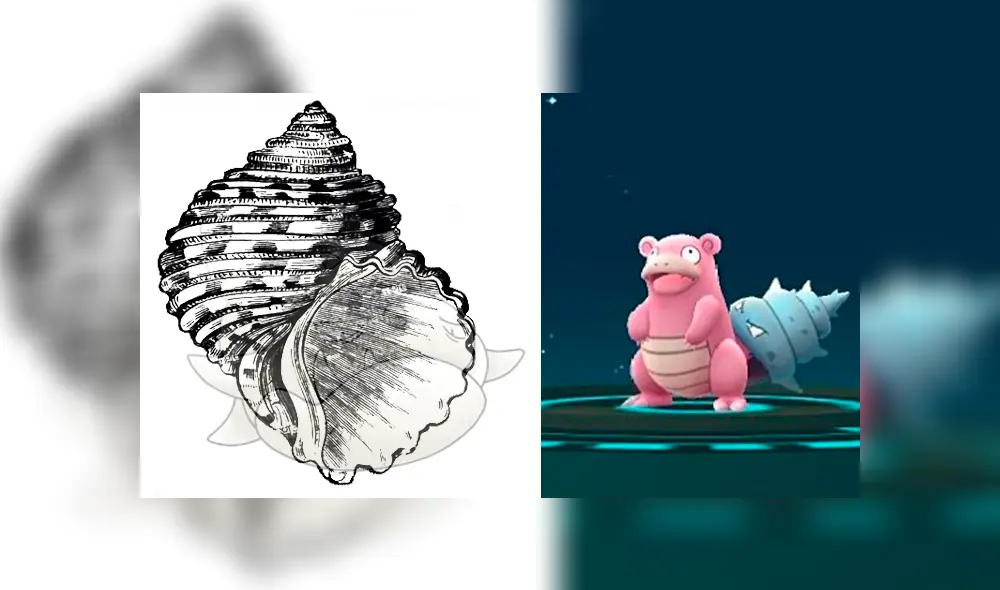 Turban está basado en la especie marina Turbo cornutus.