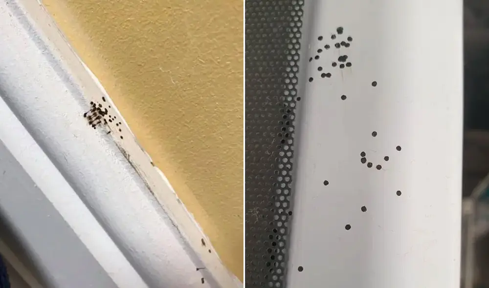 La mujer quedó completamente sorprendida al descubrir el origen de aquellas manchas. Foto: Facebook